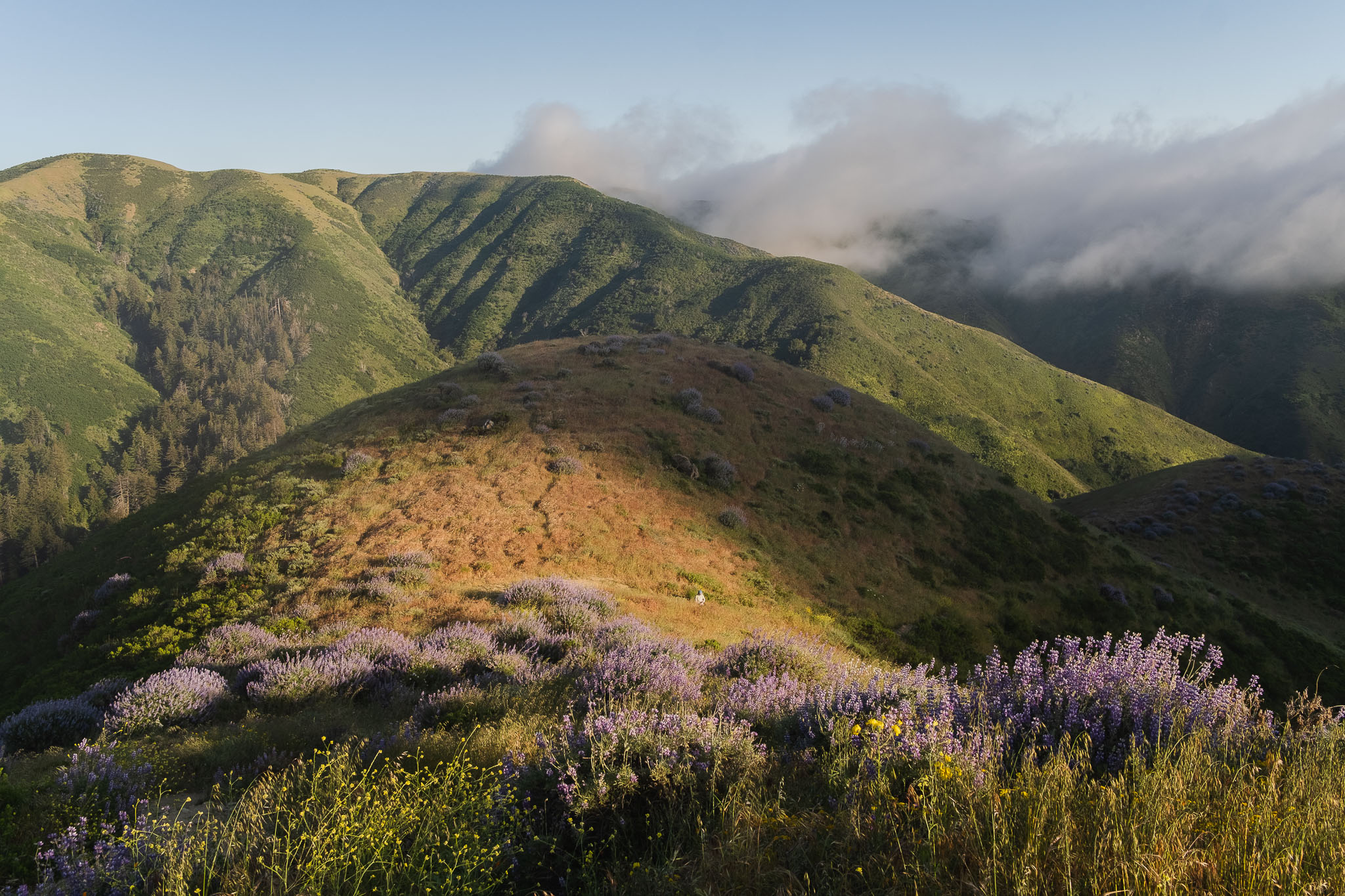 Soberanes Canyon Rocky Ridge Garrapata Big Sur Wildflowers 6107